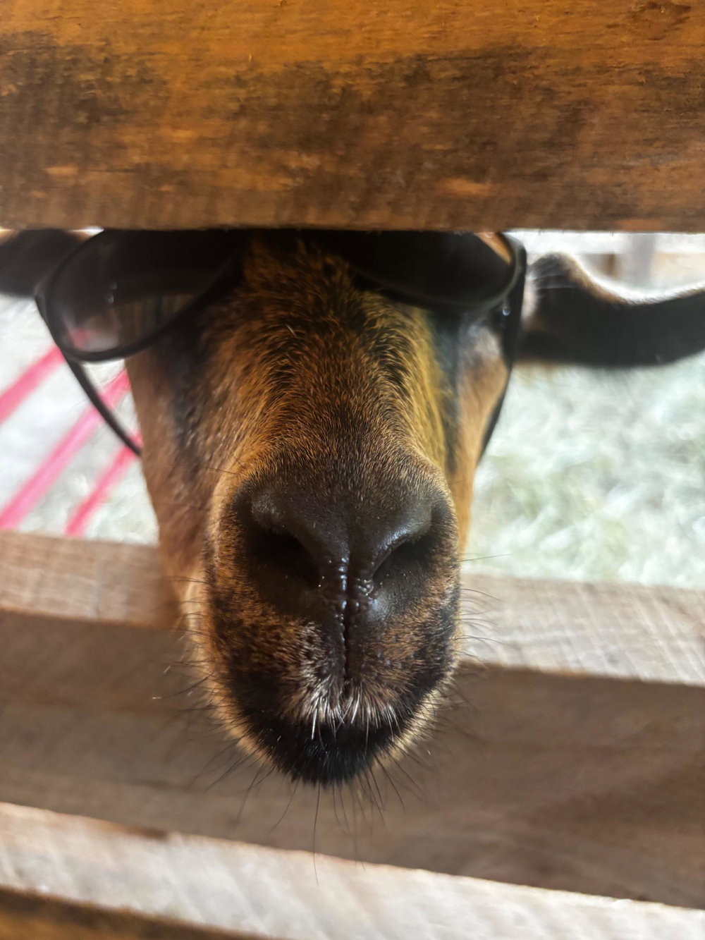 Cow Cuddle Day, photo 10