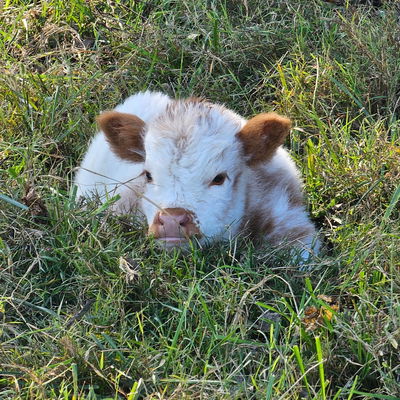 RBH Nova profile picture