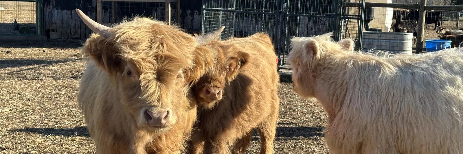 RBR Waylon profile cover image