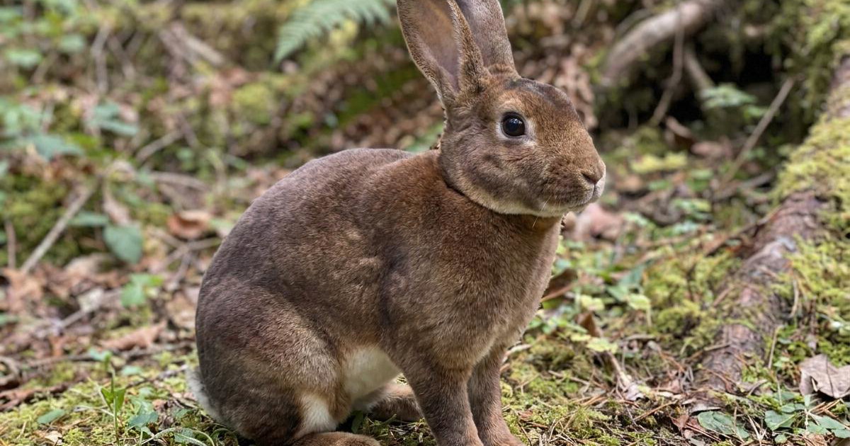 Rex Rabbit Sallander Rex (US) Rabbit: Breed Facts, Prices & Breeders | Creatures