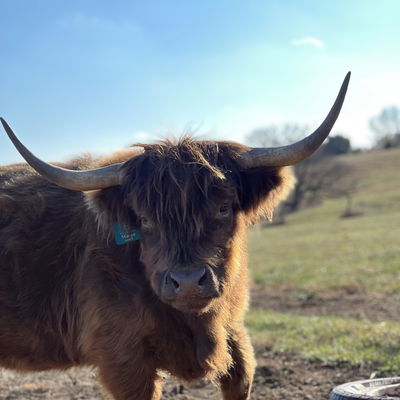 Forgegirls K01 Margo profile picture