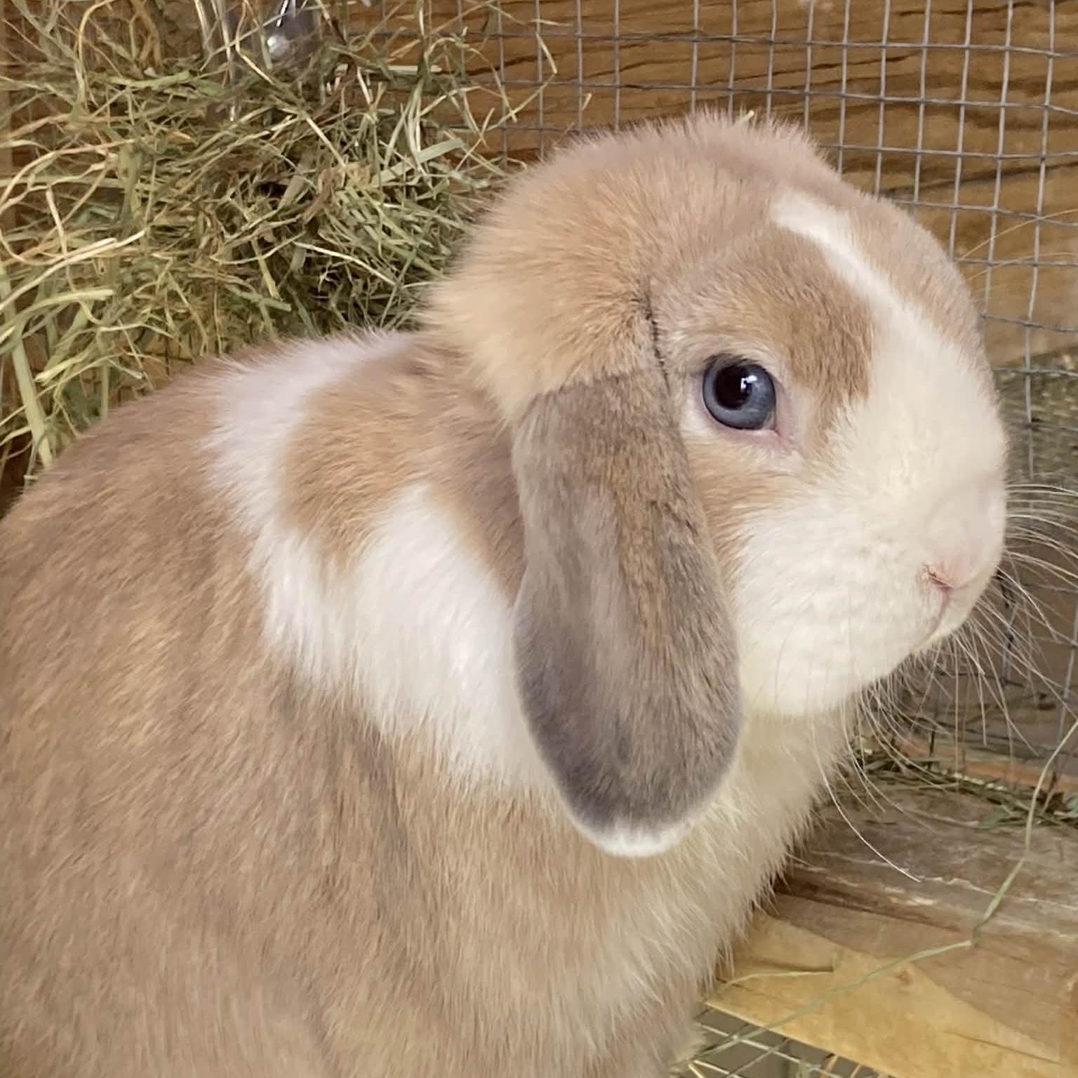 Little Lops Ender