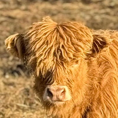 Seona profile picture