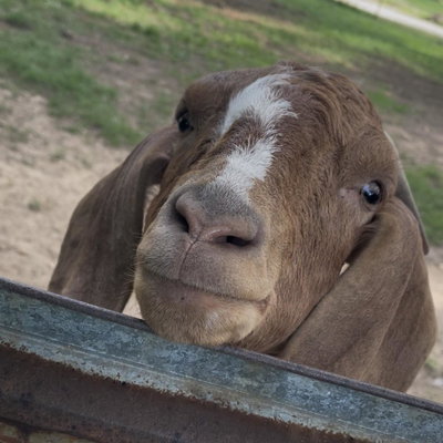 Pebbles profile picture