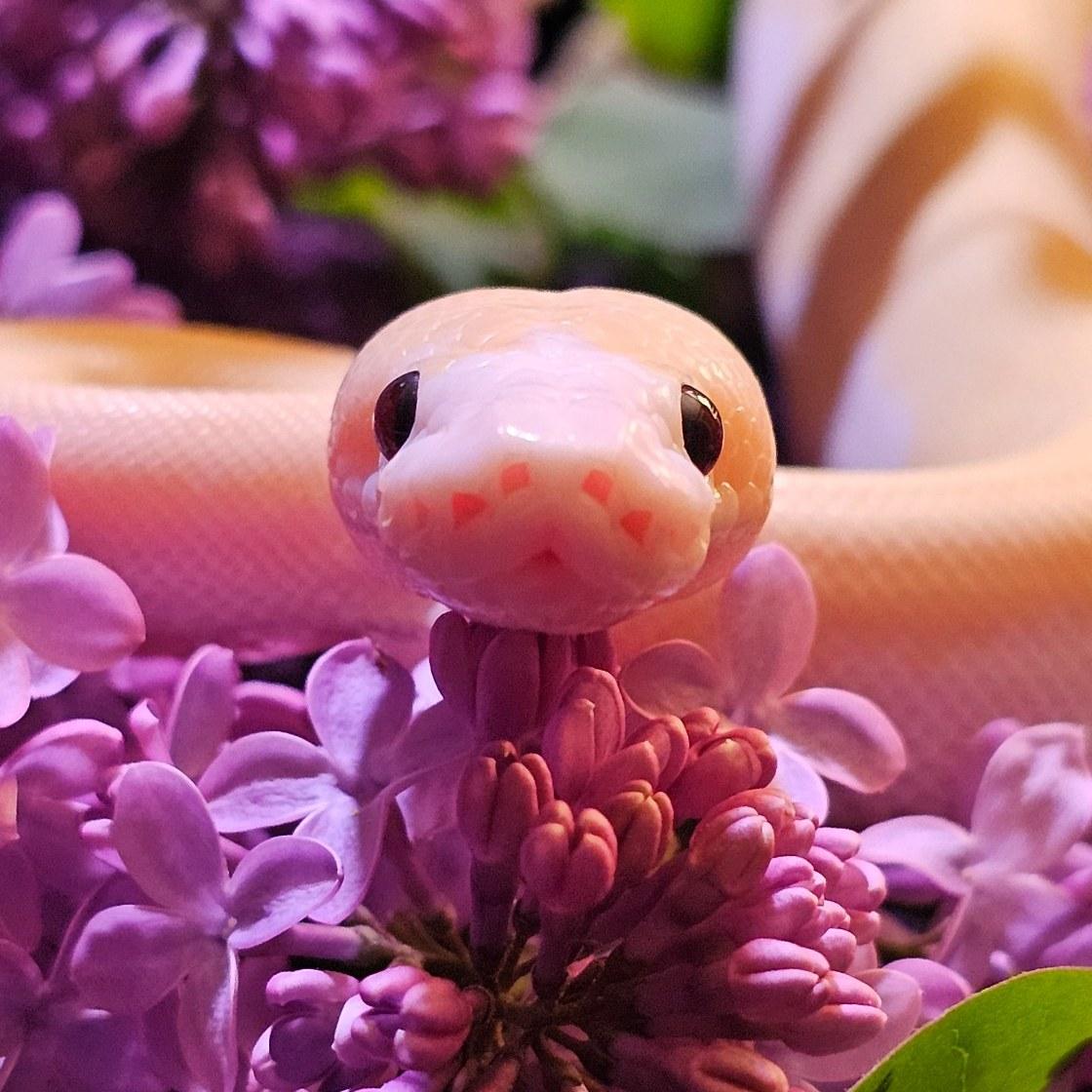 Ducky
