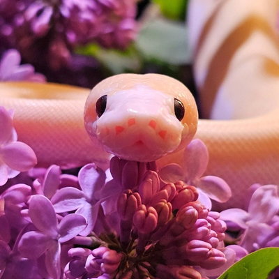 Ducky profile picture