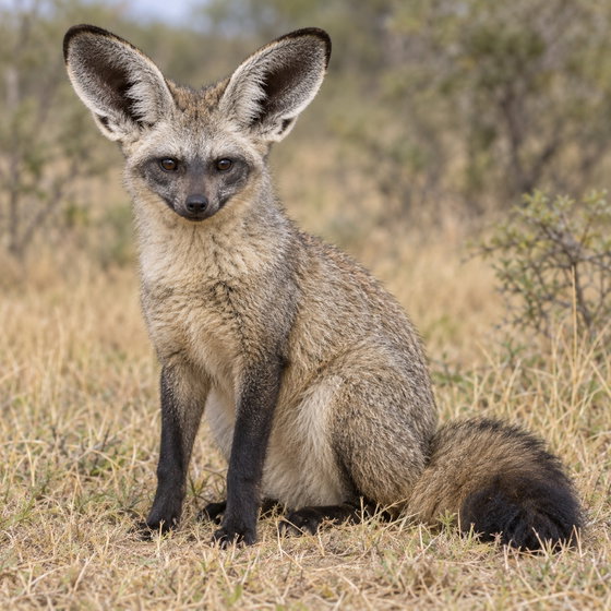 bat-eared fox