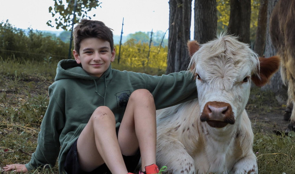 Cow Cuddle Day, photo 1