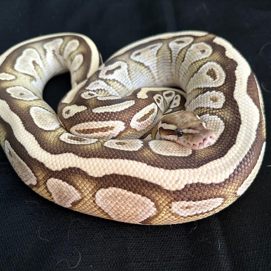 Vanilla Bean