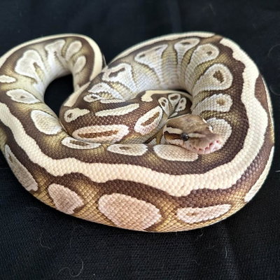 Vanilla Bean profile picture