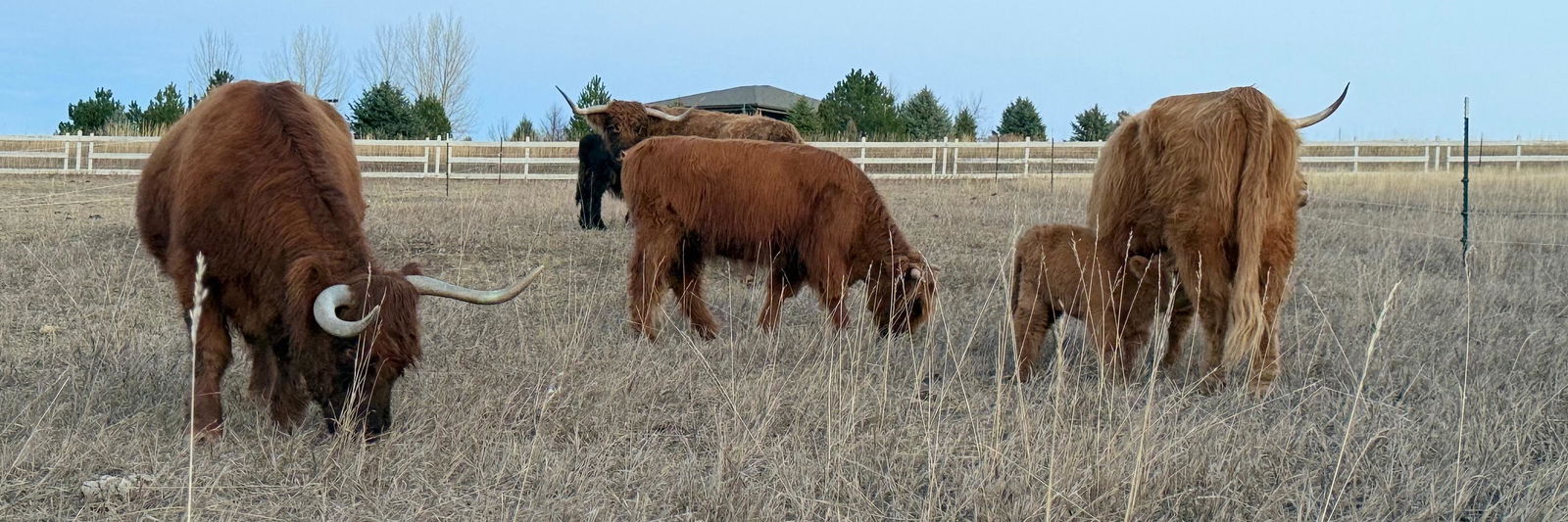 Next Horizon Land & Cattle LTD profile cover image