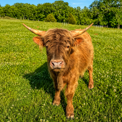 Brownie profile picture