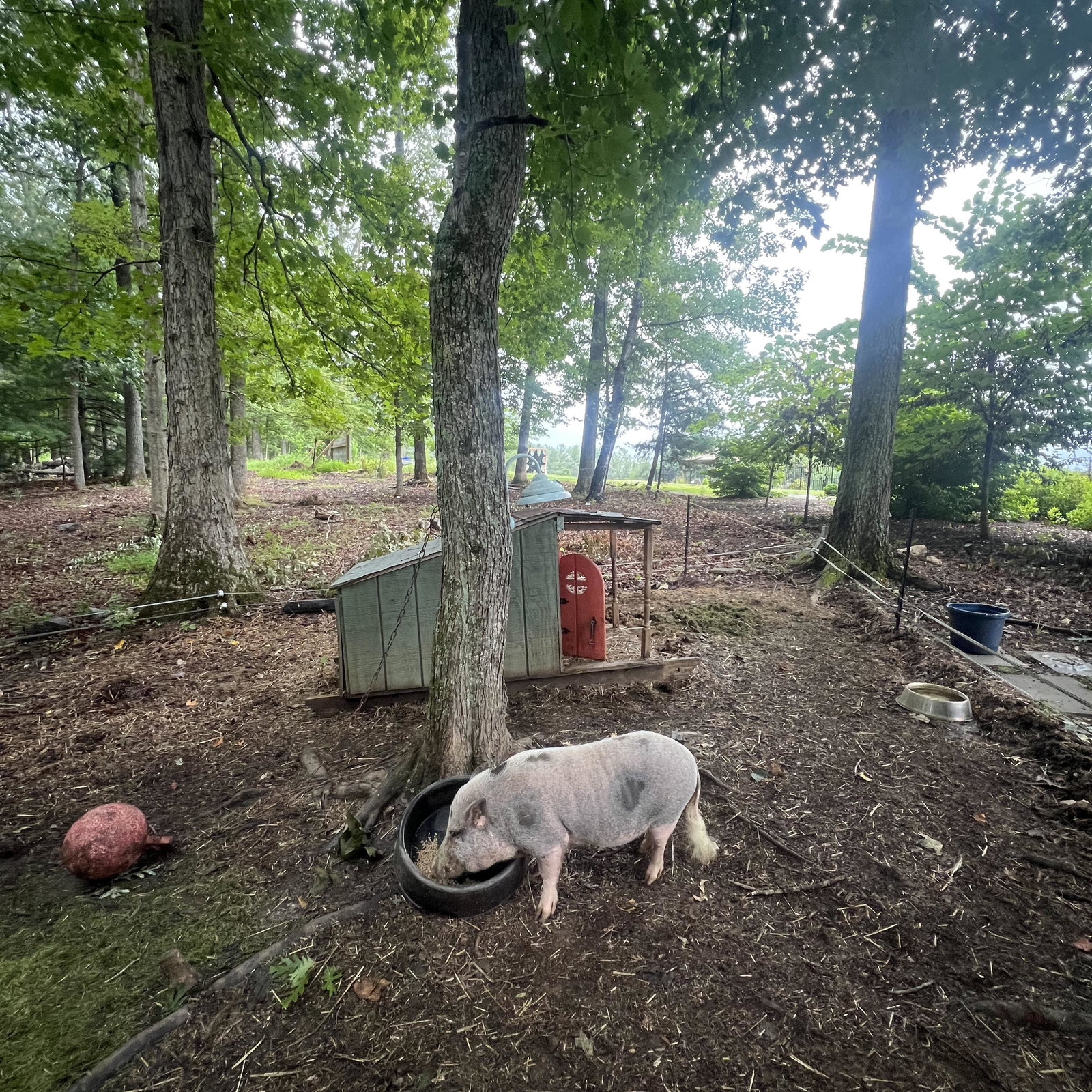 Piggy2