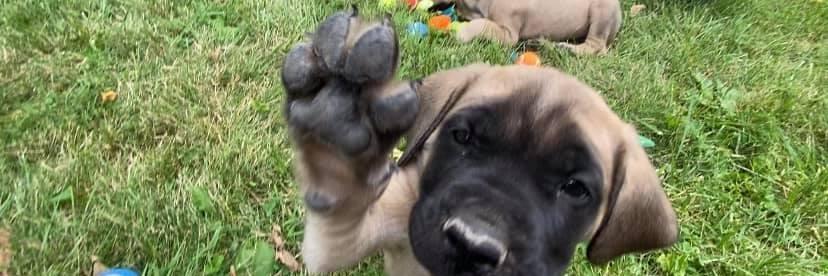 Muddy Mastiffs profile cover image
