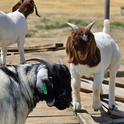 AJC Open Range Boer Goats profile picture