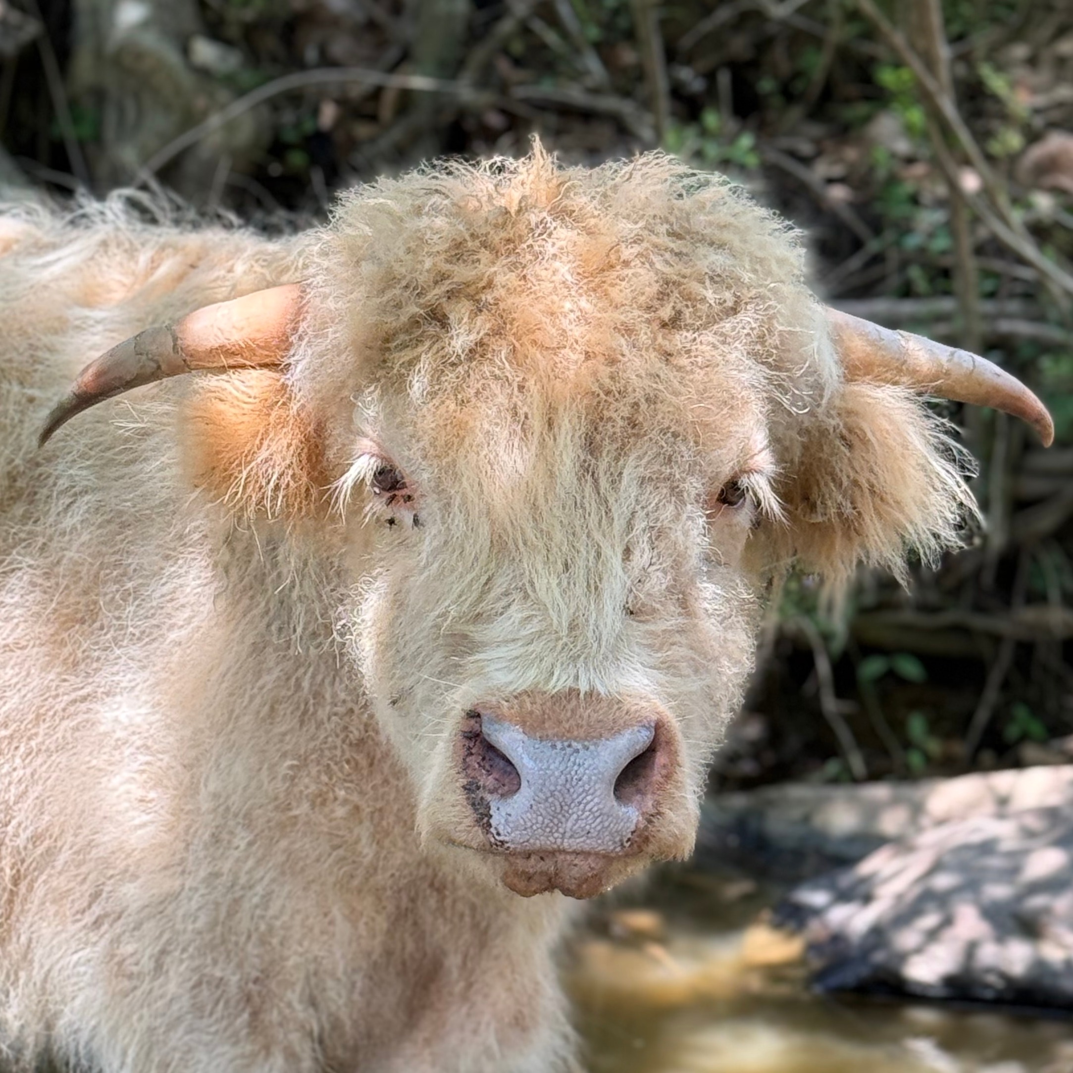 Tyrion profile picture