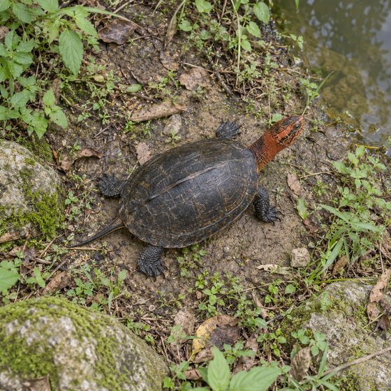 red-necked pond turtle