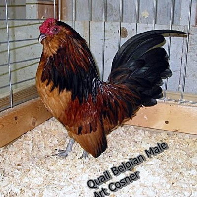 D'Anver profile picture