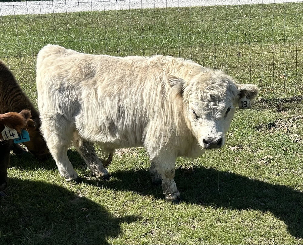 A Peculiar Farm Roly Poly, photo 5