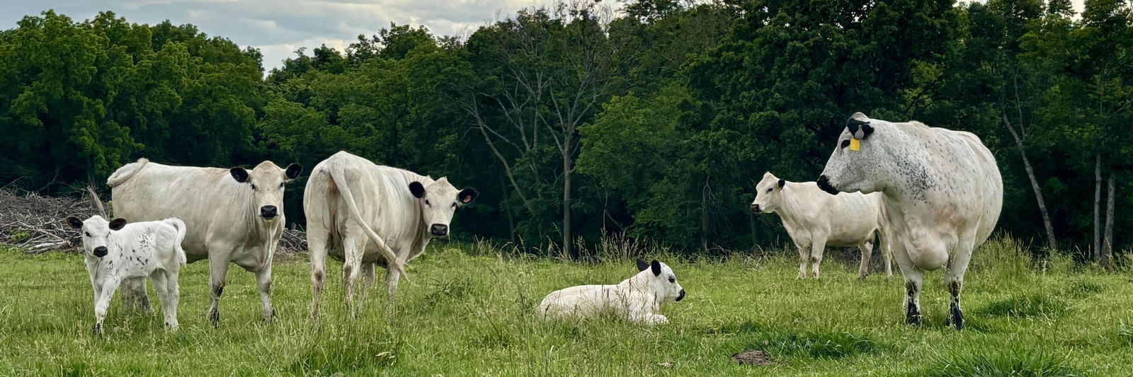 Daisy profile cover image