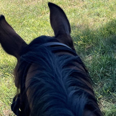 Horse profile picture