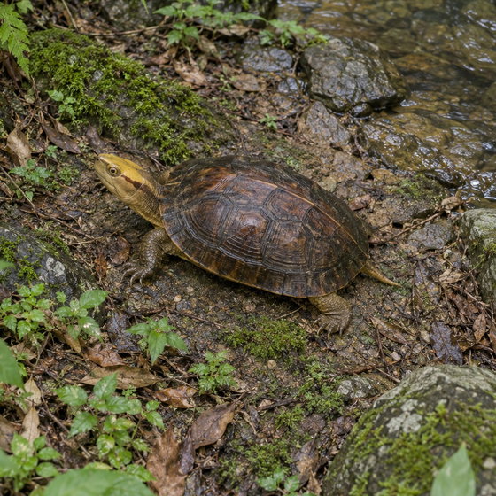 yellow-headed box turtle