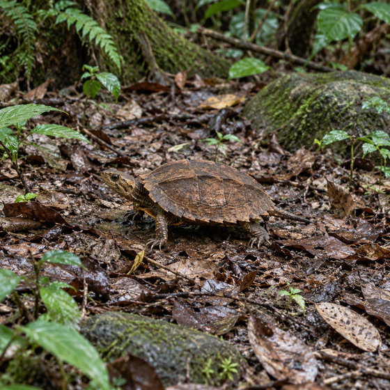 black-breasted leaf turtle