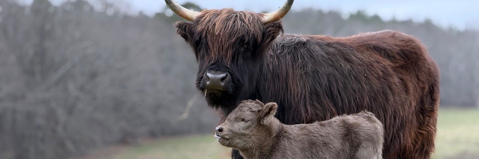 Louise profile cover image