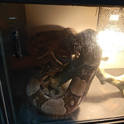 Ceaser profile picture