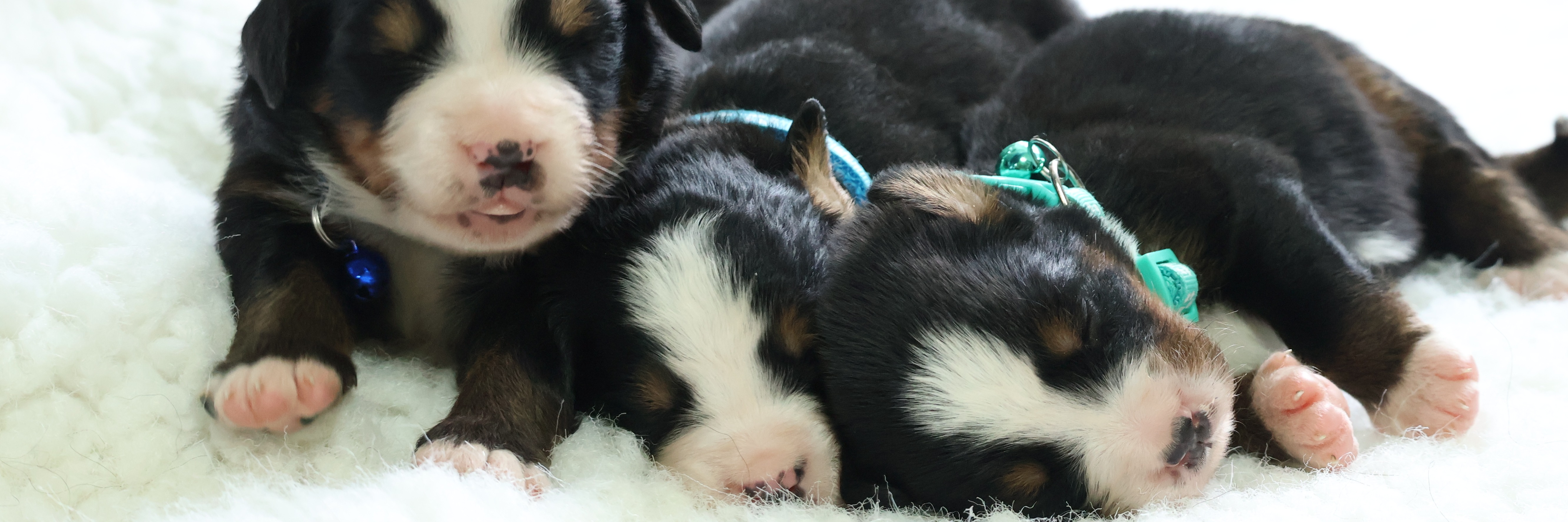 Bernese Beauties profile cover image