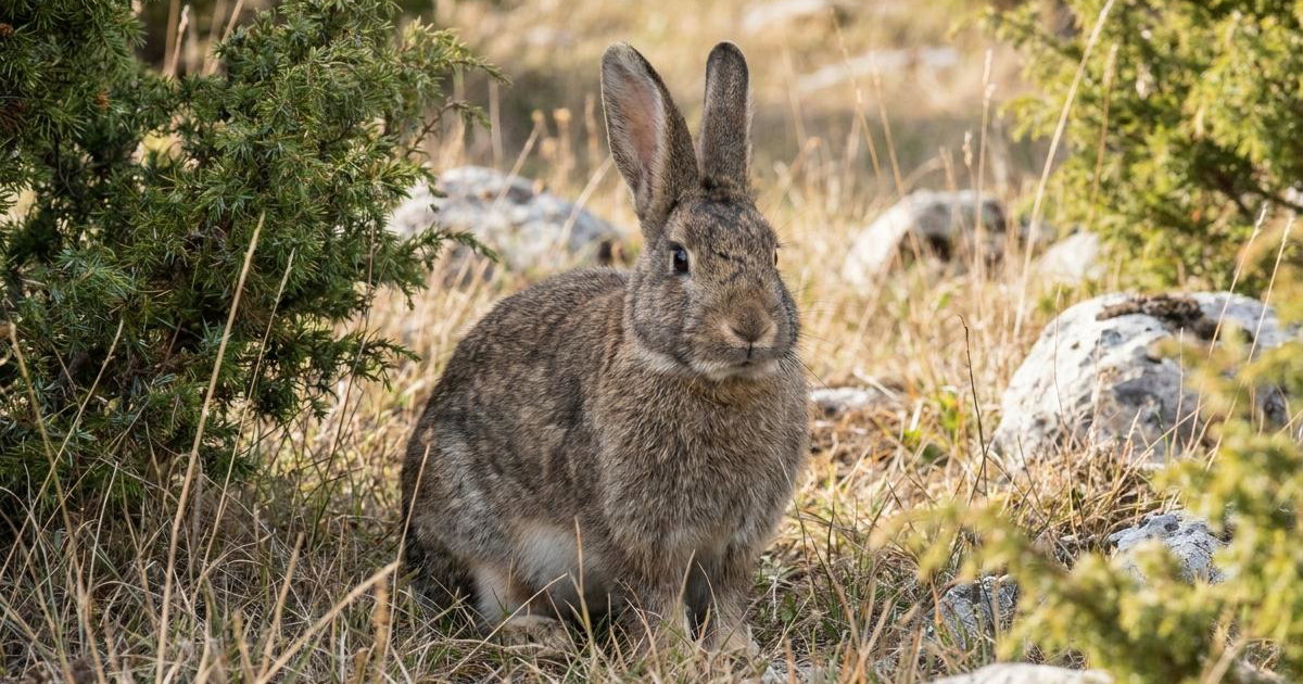 Kreeptures Rabbit Gotland Rabbit: Breed Facts, Prices & Breeders | Creatures