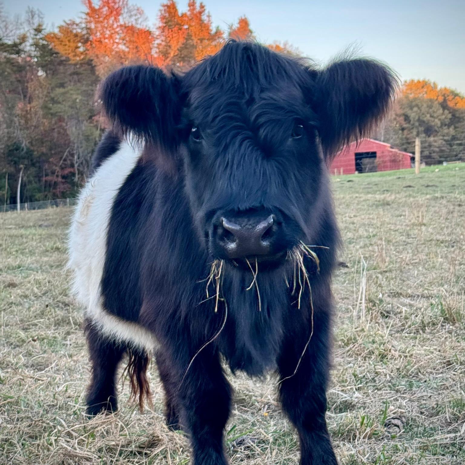 Bella