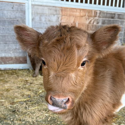 Yellow Highbelt Bull/Steer profile picture