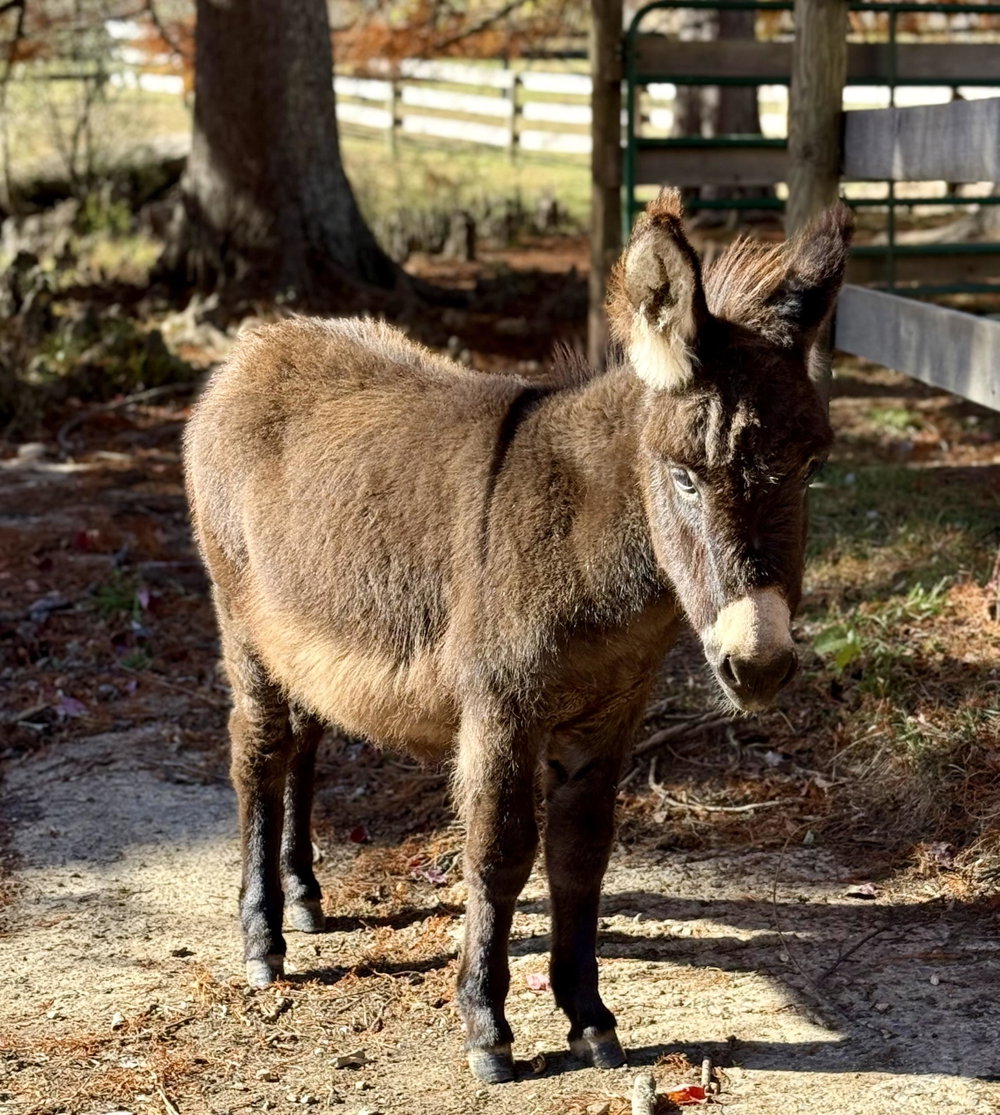 Gretchen, photo 14