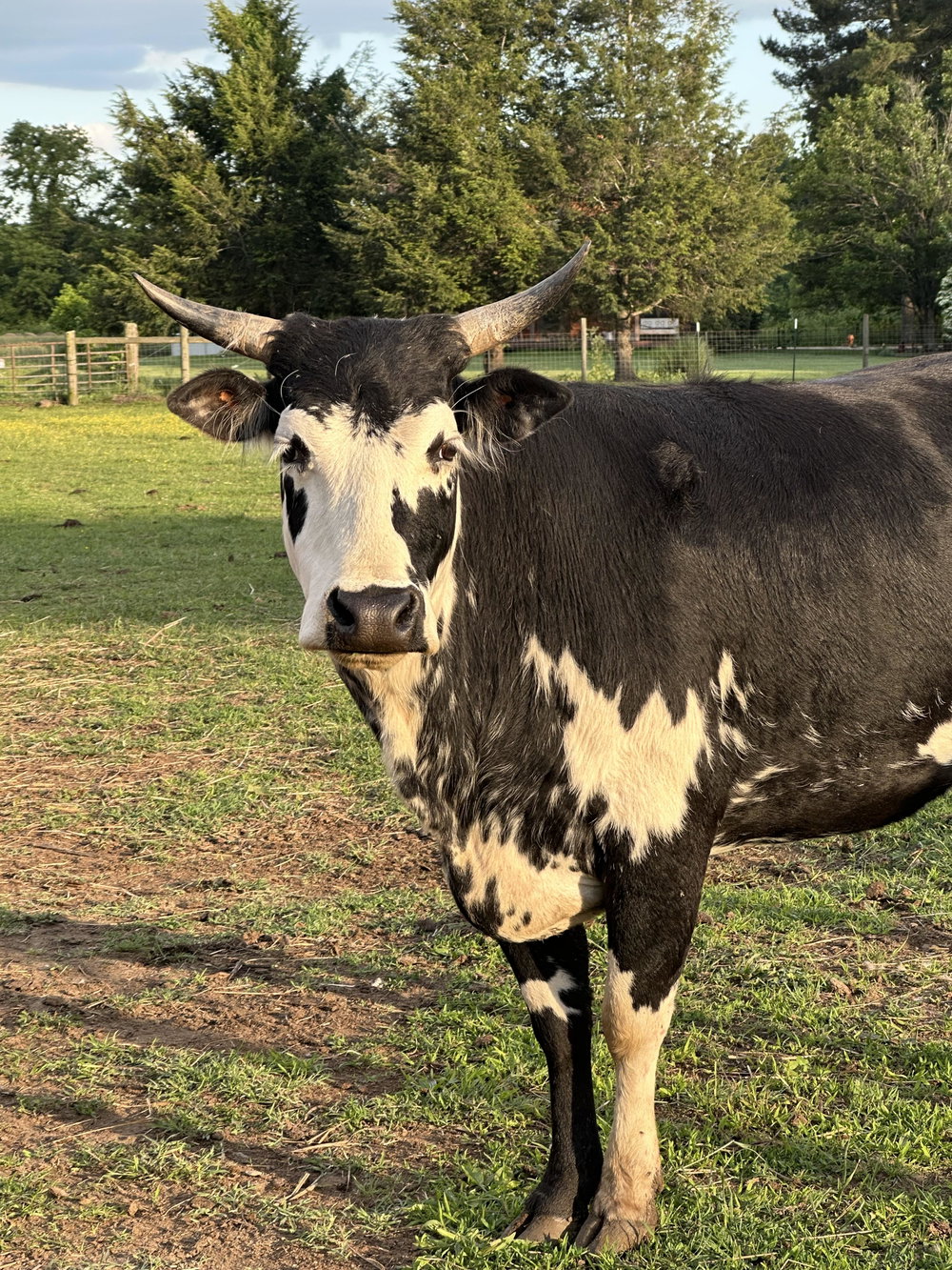 RBR Delilah, photo 9