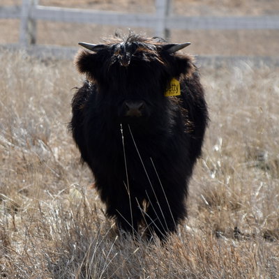 NXT Montana's Betty profile picture
