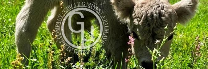 CLG Argent profile cover image