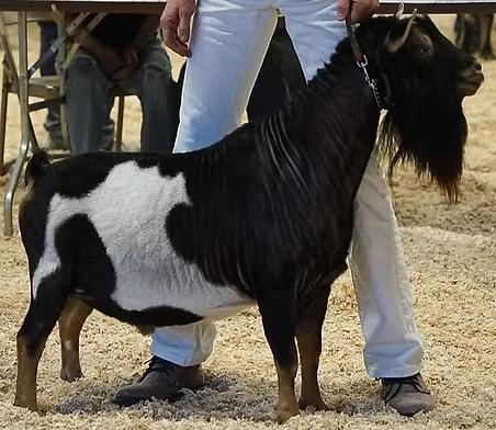 Photo of a Nigerian Dwarf goat recorded as swiss marked