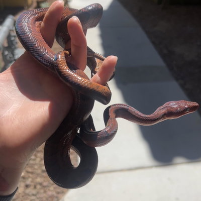 Dominican red mountain boa profile picture
