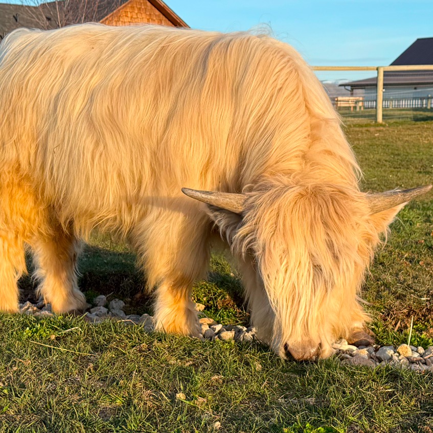 Montana Mini Cattle profile picture