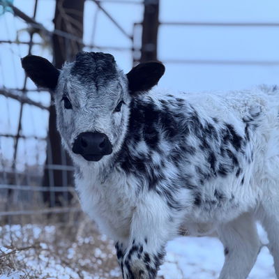 Mad Mack profile picture