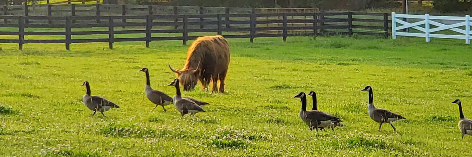 Crowing Cow Farm LLC profile cover image