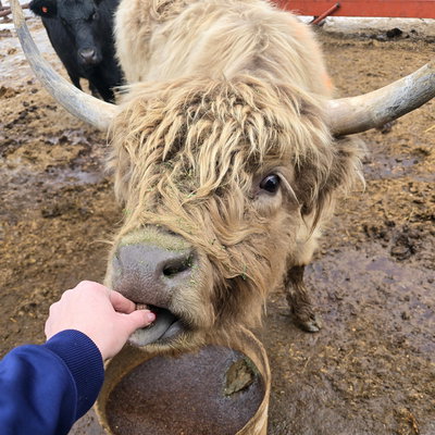 Pearl profile picture