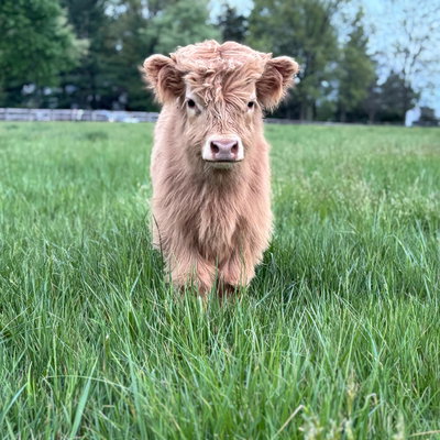 Red Belle's Blizzard profile picture