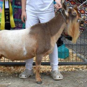 CH Cade's Lil Farm Ax Charmer *B profile picture