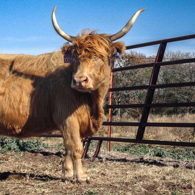 Clover profile picture