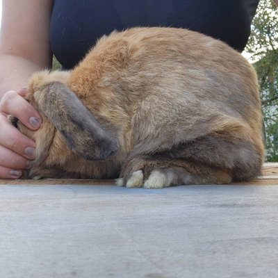 Fawn profile picture