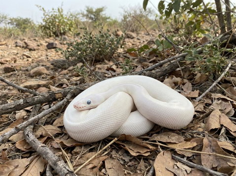 Example Blue-Eyed Leucistic