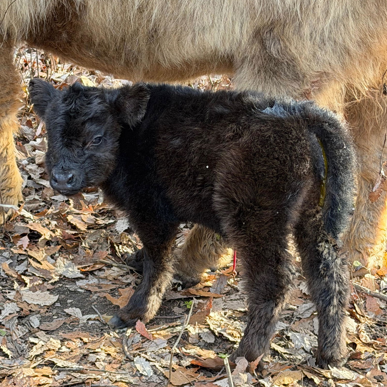 A Peculiar Farm Wednesday