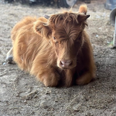 Dolly profile picture